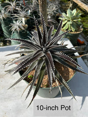 Dyckia 'Arizona' – Tropiflora