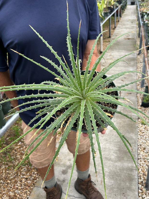 Hechtia lepidophylla Queretaro, Mexico