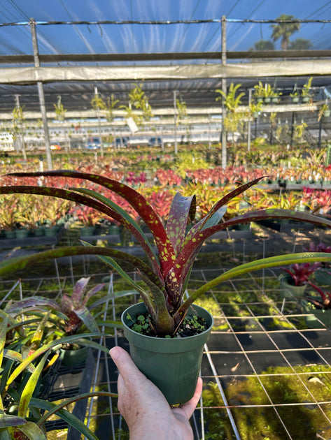 Neoregelia (wilsoniana x marmorata) x Fireball – Tropiflora