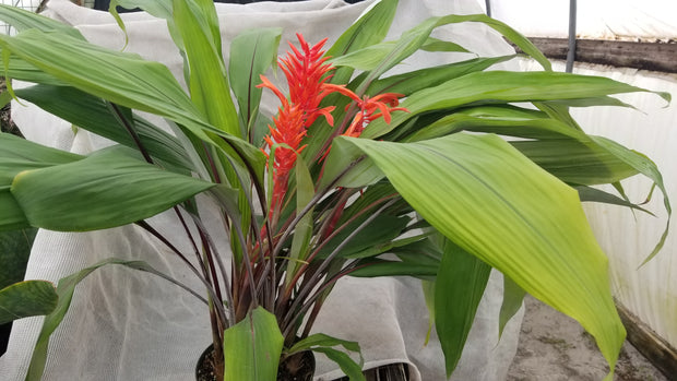 Pitcairnia 'Temptation'