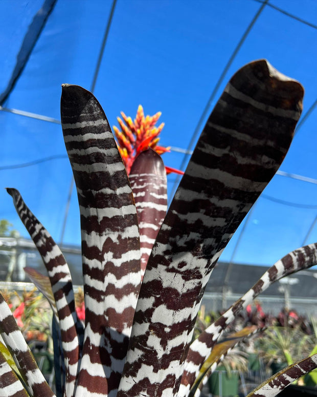 Aechmea 'Nat and Eileen'