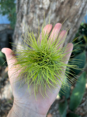 Tillandsia andreana