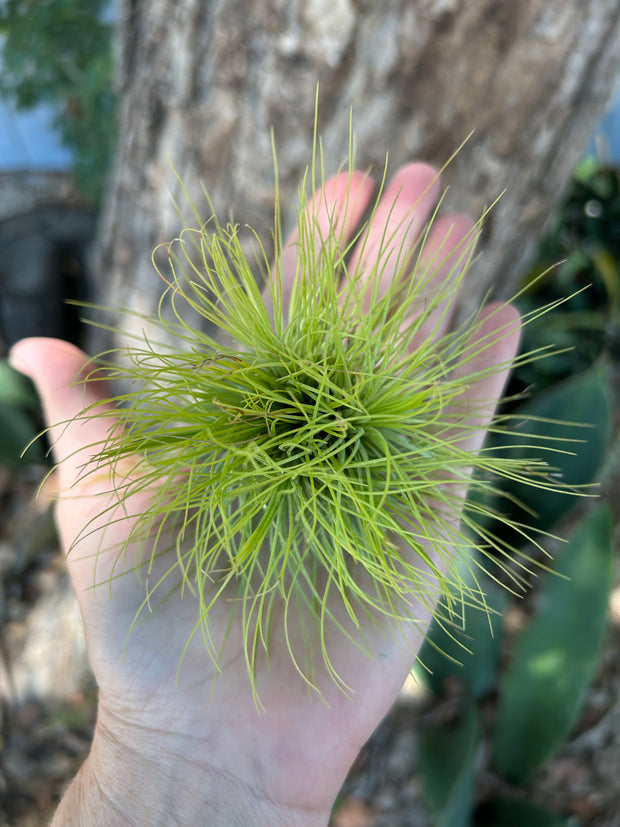 Tillandsia andreana