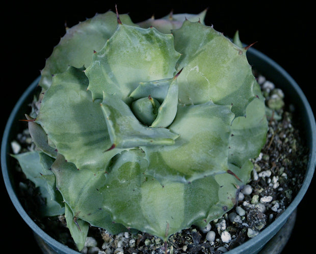 Agave isthmensis 'Ohi Raijin Shiro Nakafu'