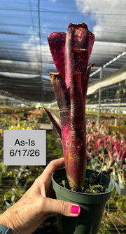 Billbergia 'Berry Blast' – Tropiflora