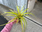 Tillandsia marabascoensis