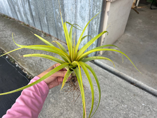Tillandsia marabascoensis