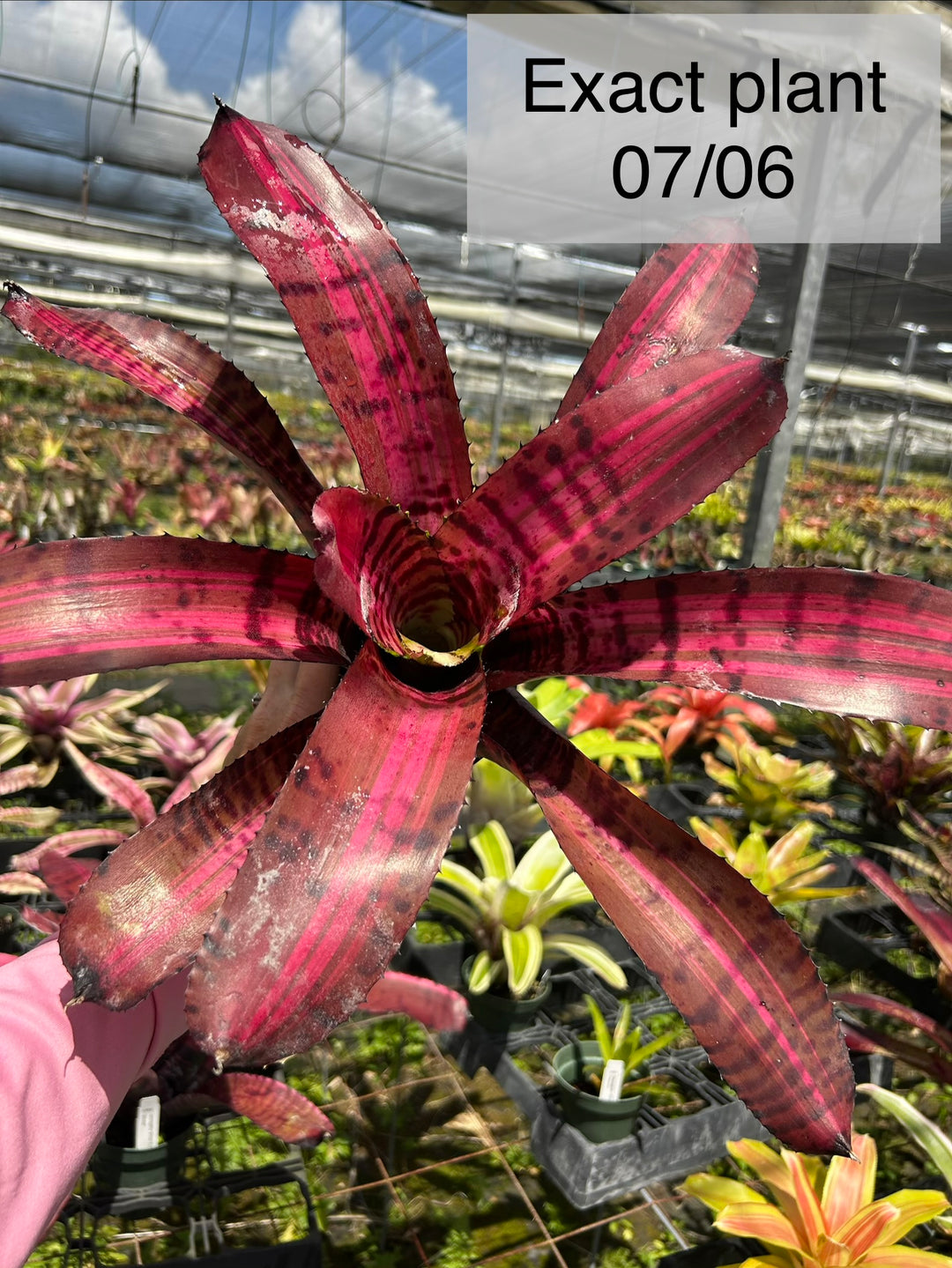 Neoregelia 'Strike Force' – Tropiflora