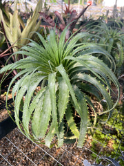 Encholirium horridum 'Blue'