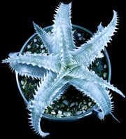 Dyckia marnierlapostollei hybrid