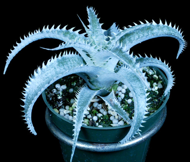 Dyckia marnierlapostollei hybrid