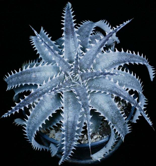 Dyckia marnierlapostollei hybrid