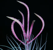 Tillandsia 'Queen Cobra'