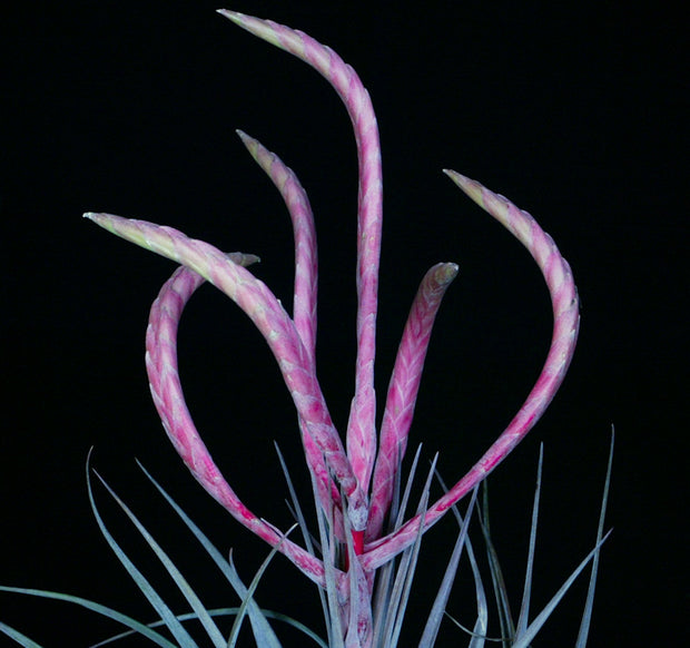 Tillandsia 'Queen Cobra'