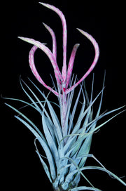 Tillandsia 'Queen Cobra'