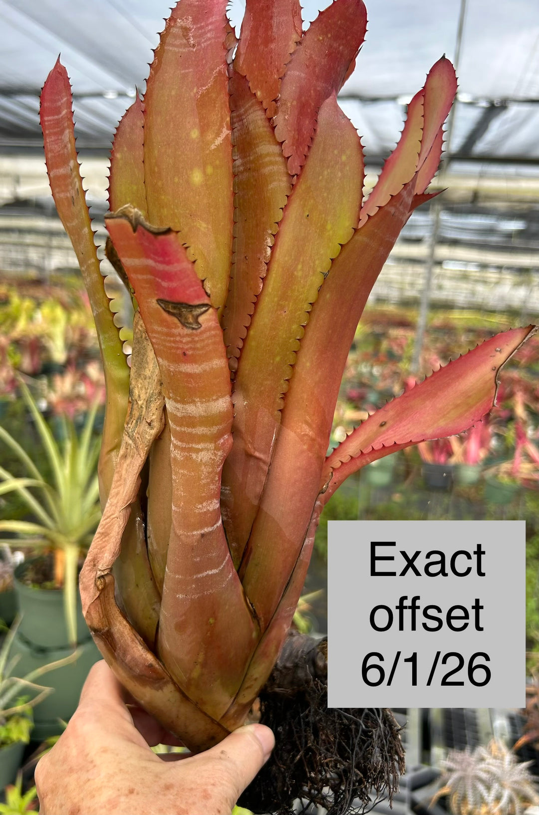 Aechmea phanerophlebia 'Rosea' – Tropiflora