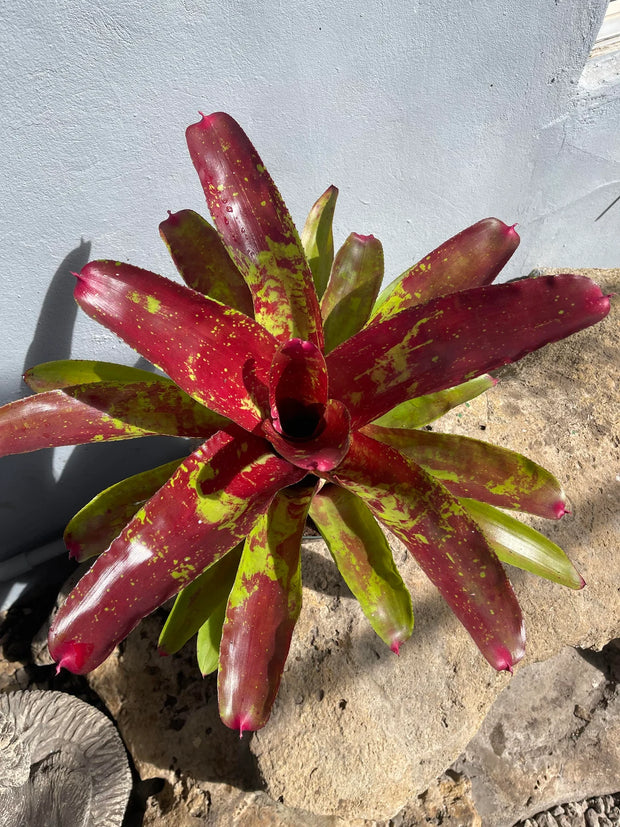 Neoregelia 'Gumbo'