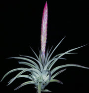 Tillandsia 'Silver Sword'