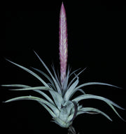 Tillandsia 'Silver Sword'