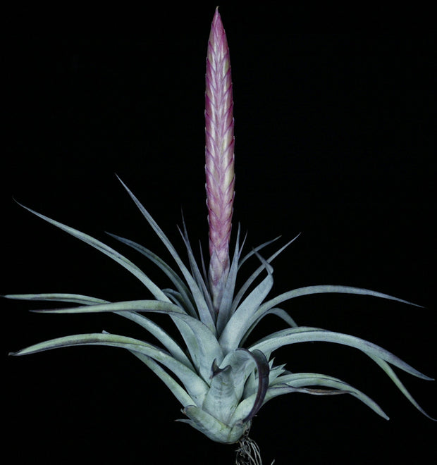 Tillandsia 'Silver Sword'