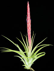 Tillandsia 'Silver Sword'