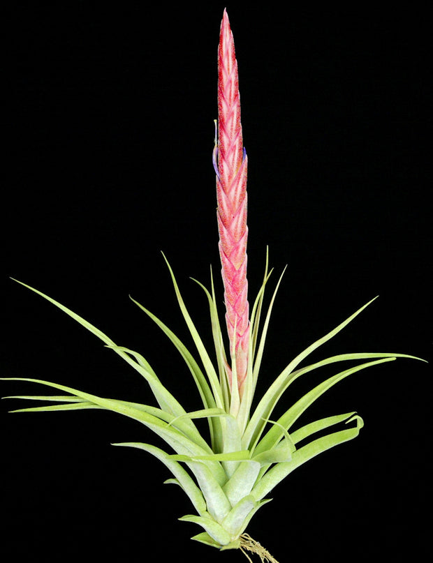 Tillandsia 'Silver Sword'