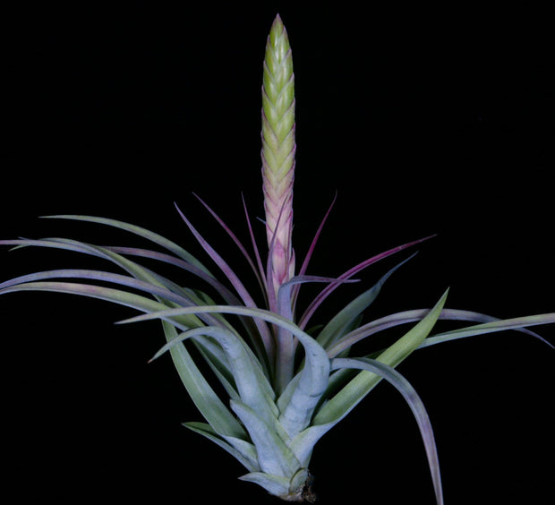 Tillandsia 'Silver Sword'