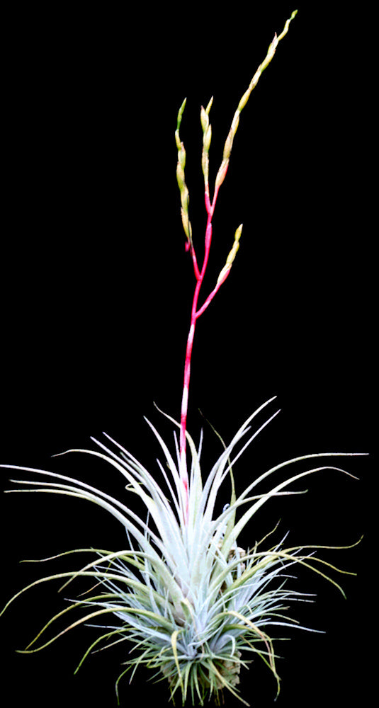 Tillandsia utriculata ssp. pringlei