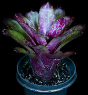 Neoregelia 'Easter Egg'