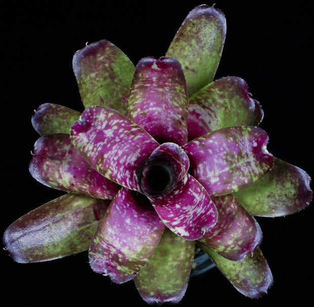 Neoregelia 'Easter Egg'