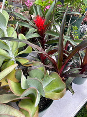 Pitcairnia 'Obsession'