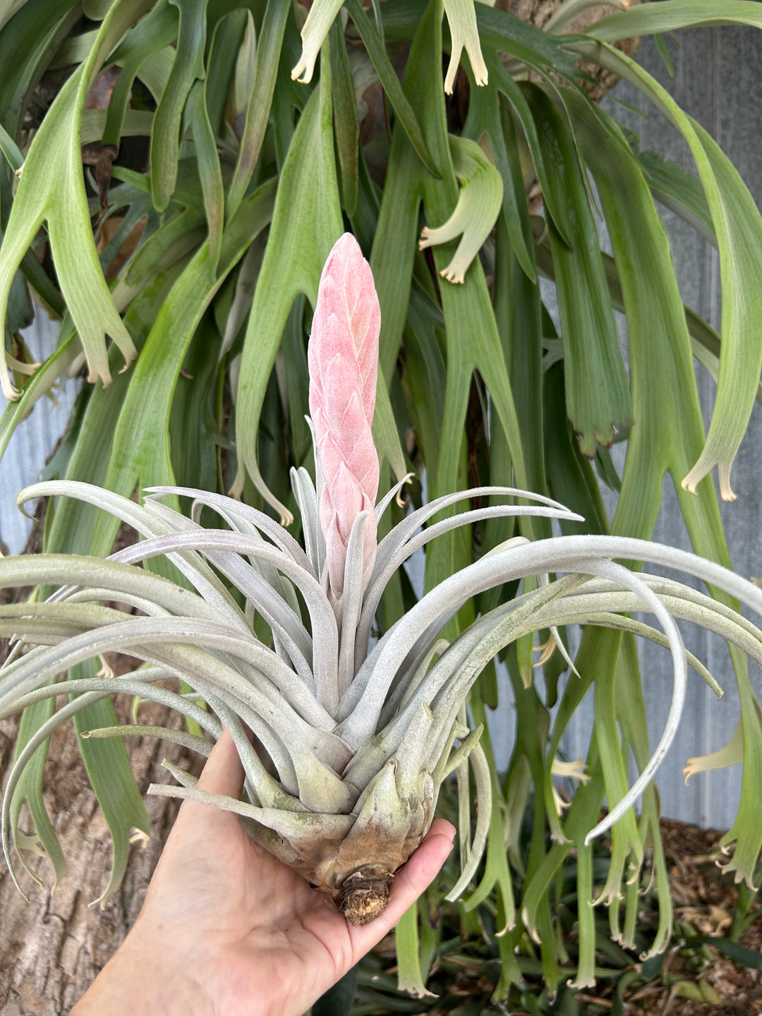 Tillandsia chiapensis 'Gigantesco' – Tropiflora