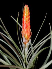 Tillandsia rhomboidea