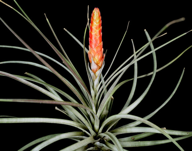 Tillandsia rhomboidea