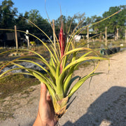 Tillandsia 'Tesoro'