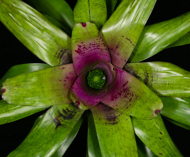 Neoregelia 'Moonshine'