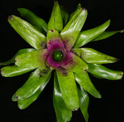 Neoregelia 'Moonshine'