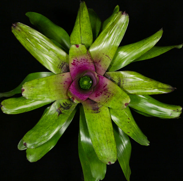 Neoregelia 'Moonshine'