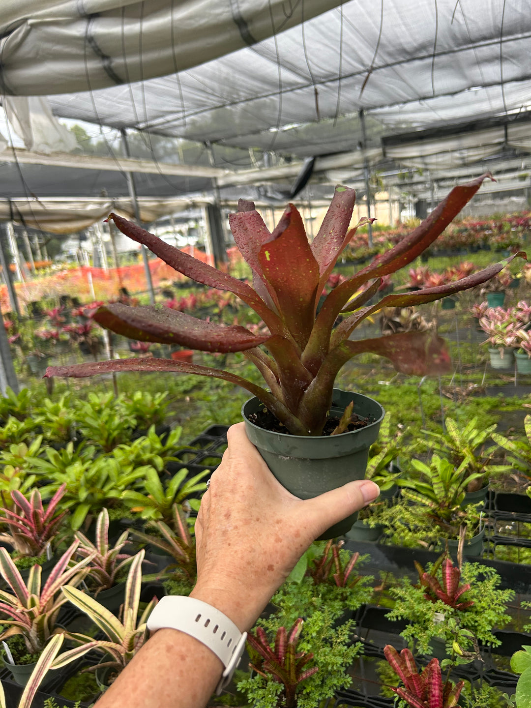 Neoregelia 'Halloween' – Tropiflora