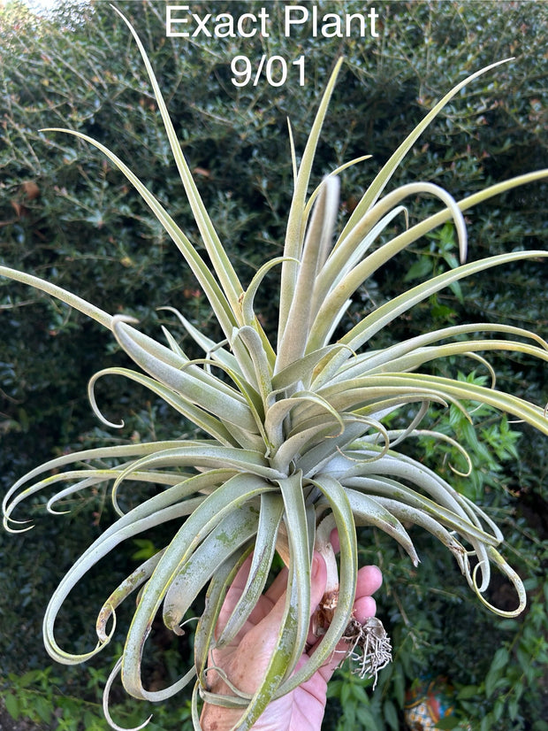 Tillandsia 'Pandora's Box'