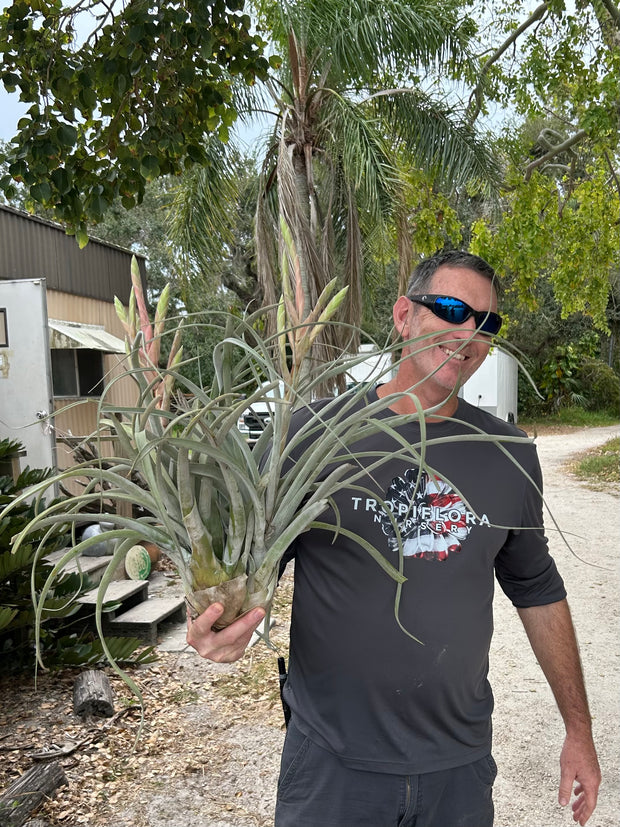 Tillandsia 'Silverado'