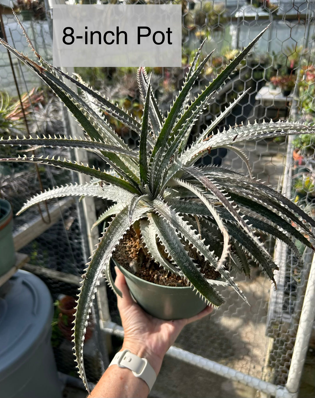DBディッキア Dyckia Richard Kaz hybrid? #212 Dyckia 'Richard Kaz' – Tropiflora
