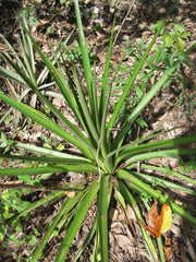 Dyckia species Bahia, Brazil