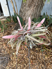 Tillandsia chiapensis 'Giant'