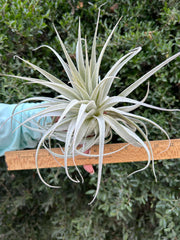 Tillandsia gardneri v. rupicola 'Purple Form'