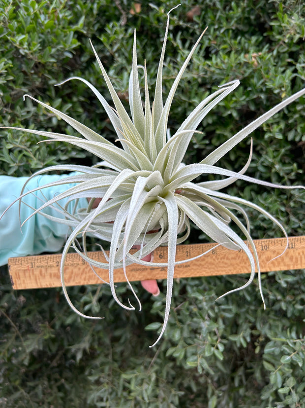 Tillandsia gardneri v. rupicola 'Purple Form'