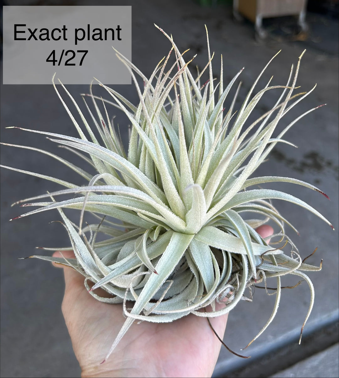 Tillandsia gardneri v. rupicola 'Purple Form' – Tropiflora