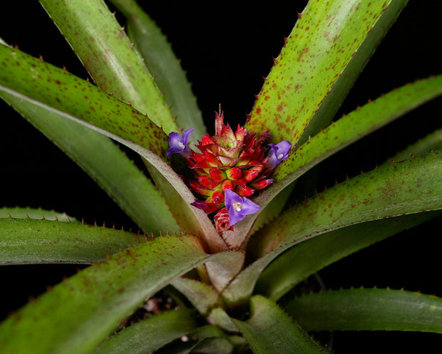 xAnamea 'Scorpio'