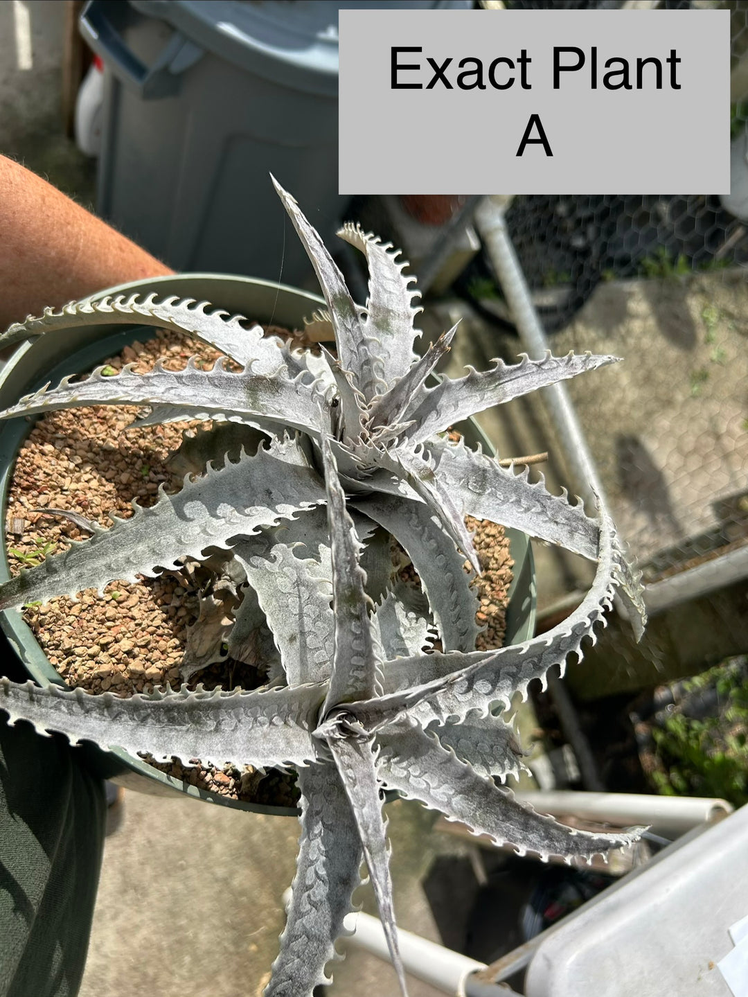 Dyckia ('Arizona' x 'Brittle Star') x ('Paylen' x 'Keswick