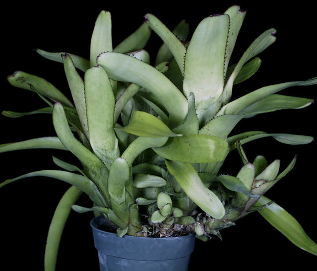 Aechmea nudicaulis Brazil (W.B.))